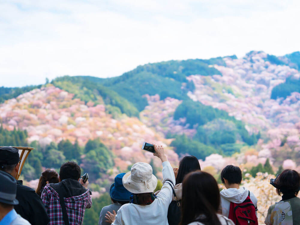 Гора Ёсинояма Mount Yoshinoyama - покрытая тысячами вишневых деревьев Гора Ёсинояма Mount Yoshinoyama - покрытая тысячами вишневых деревьев