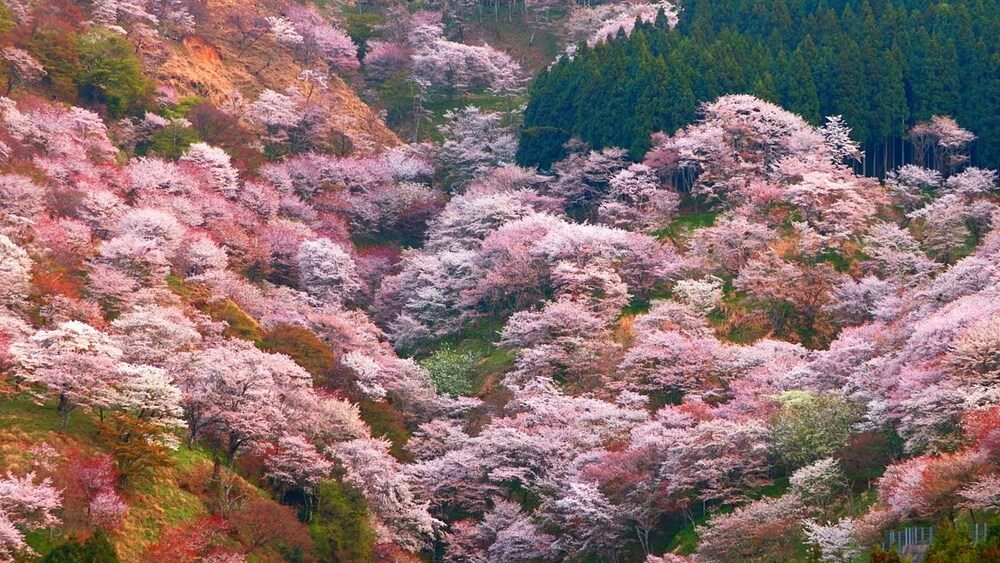 Гора Ёсинояма Mount Yoshinoyama - покрытая тысячами вишневых деревьев Гора Ёсинояма Mount Yoshinoyama - покрытая тысячами вишневых деревьев