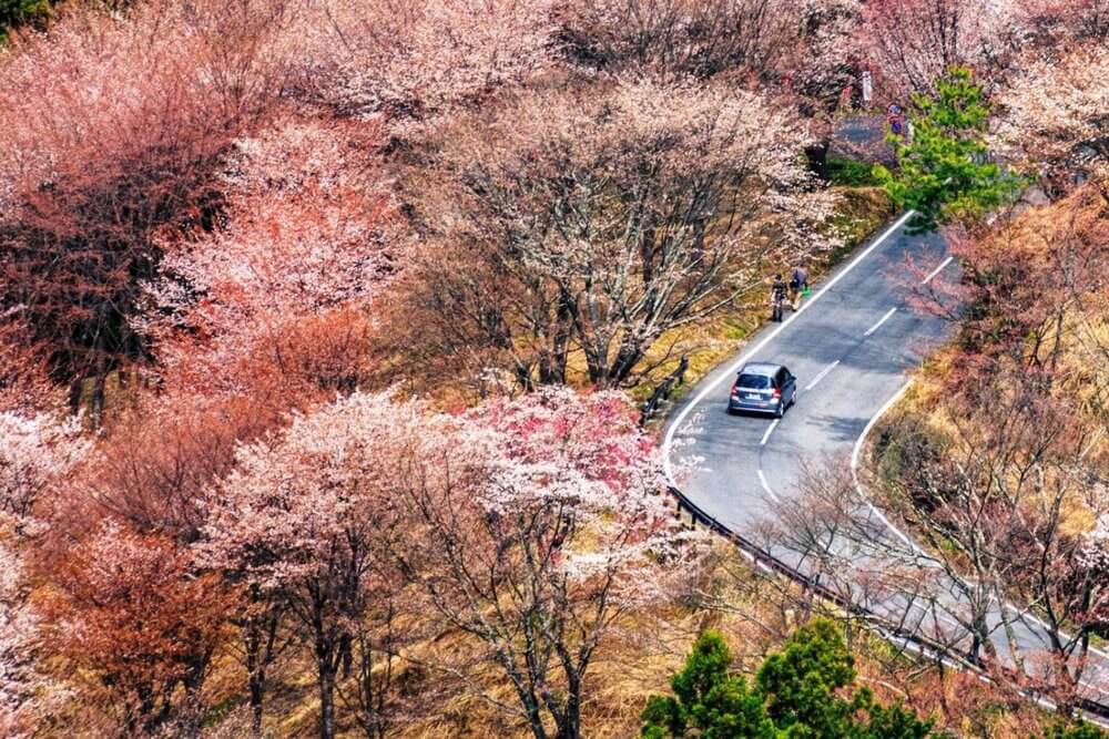Гора Ёсинояма Mount Yoshinoyama - покрытая тысячами вишневых деревьев Гора Ёсинояма Mount Yoshinoyama - покрытая тысячами вишневых деревьев