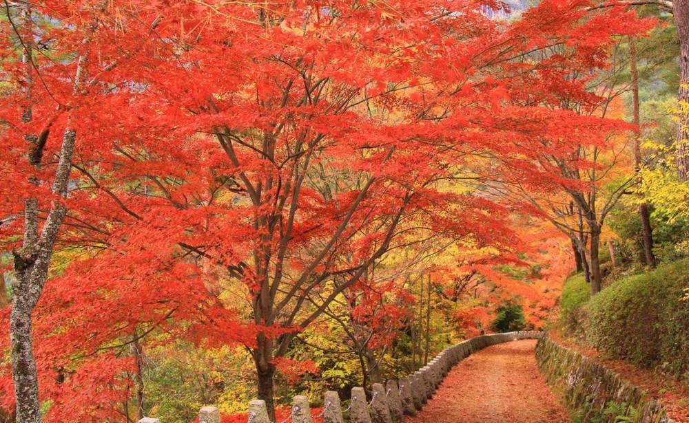 Гора Ёсинояма Mount Yoshinoyama - покрытая тысячами вишневых деревьев Гора Ёсинояма Mount Yoshinoyama - покрытая тысячами вишневых деревьев