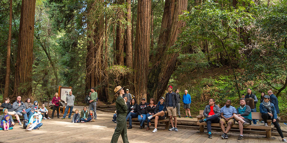 Мьюирский лес (Muir Woods) Мьюирский лес (Muir Woods)