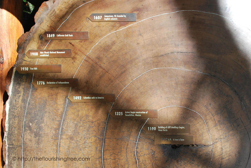 Мьюирский лес (Muir Woods) Мьюирский лес (Muir Woods)