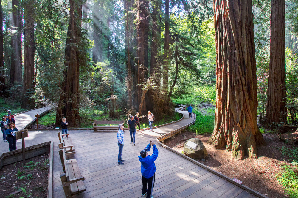 Мьюирский лес (Muir Woods) Мьюирский лес (Muir Woods)