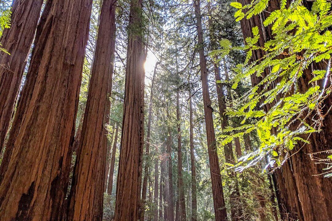 Мьюирский лес (Muir Woods) Мьюирский лес (Muir Woods)