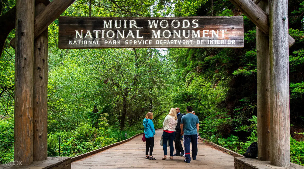 Мьюирский лес (Muir Woods) Мьюирский лес (Muir Woods)