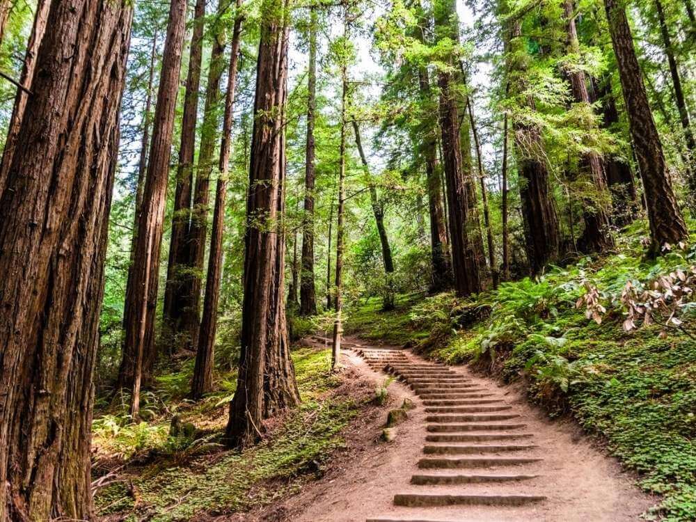 Мьюирский лес (Muir Woods) Мьюирский лес (Muir Woods)