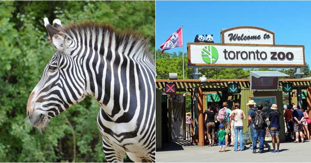 Зоопарк Торонто (Toronto Zoo) Зоопарк Торонто (Toronto Zoo)