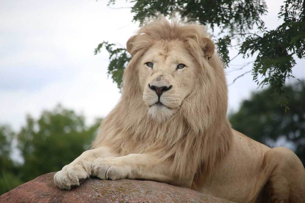 Зоопарк Торонто (Toronto Zoo) Зоопарк Торонто (Toronto Zoo)