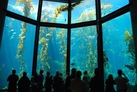 Веб камера аквариум Монтерей-Бей (Webcam Monterey Bay Aquarium)