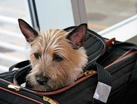 Правила перевозки домашних животных на самолете