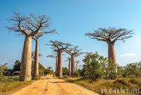 Супер дерево БАОБАБ (12 ФОТО)