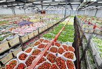 Цветочный аукцион в Алсмере
