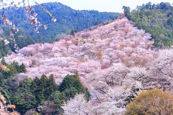 Гора Ёсинояма (Mount Yoshinoyama) — покрытая тысячами вишневых деревьев