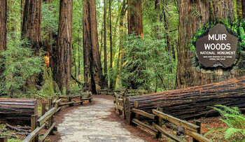 Мьюирский лес (Muir Woods) — национальный заповедник