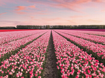 Нидерланды: путешествие по достопримечательностям (Netherlands Travel Attractions)